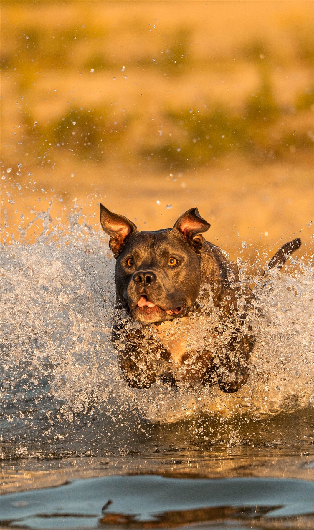 Hund rennt durchs Wasser, volle Action