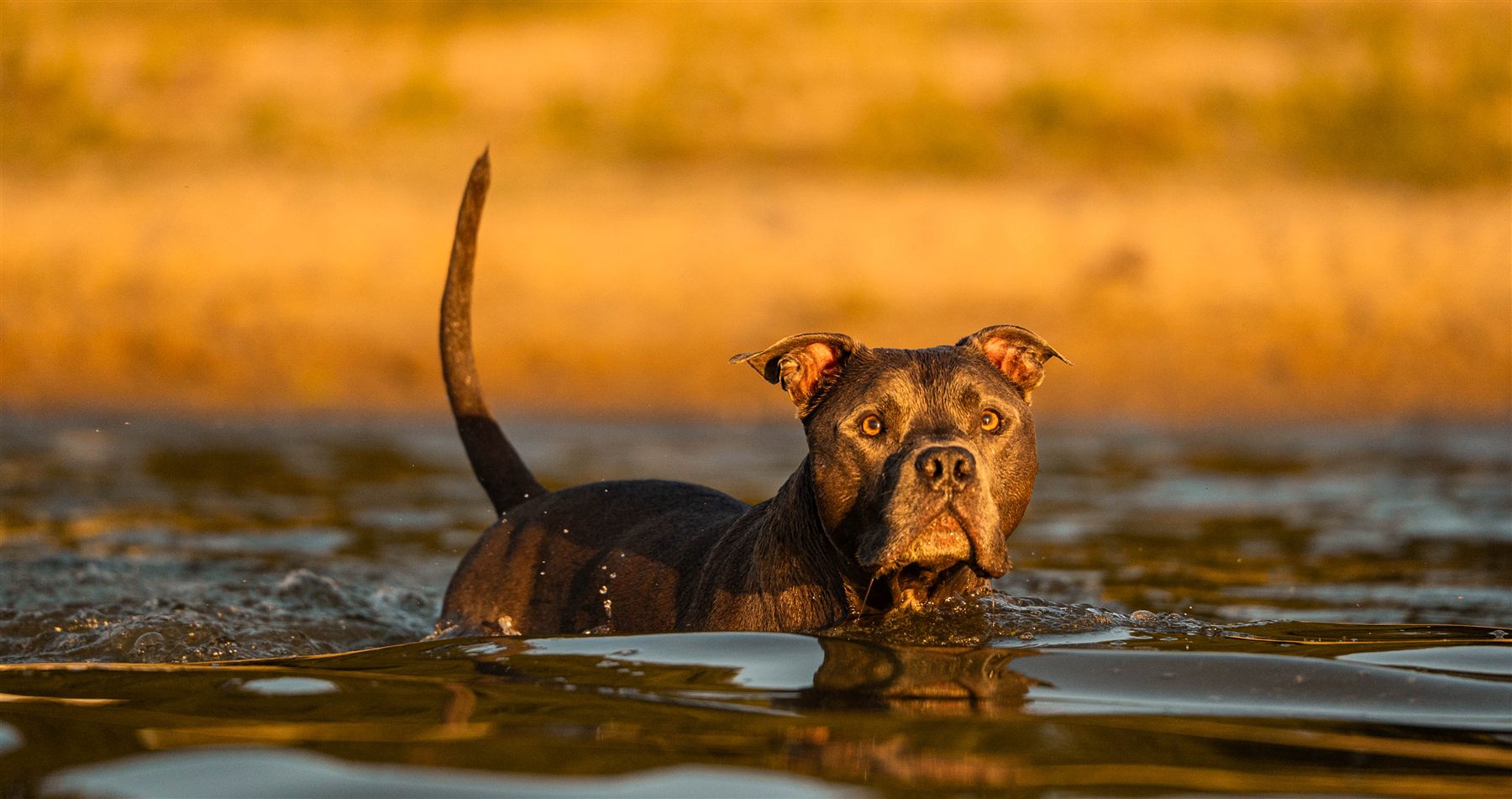 Hund im Wasser, Schwanz erhoben