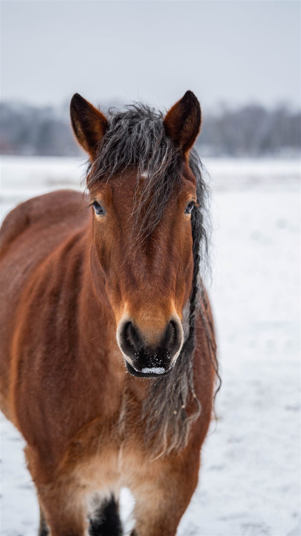 Pferd, Nahportrait frontal