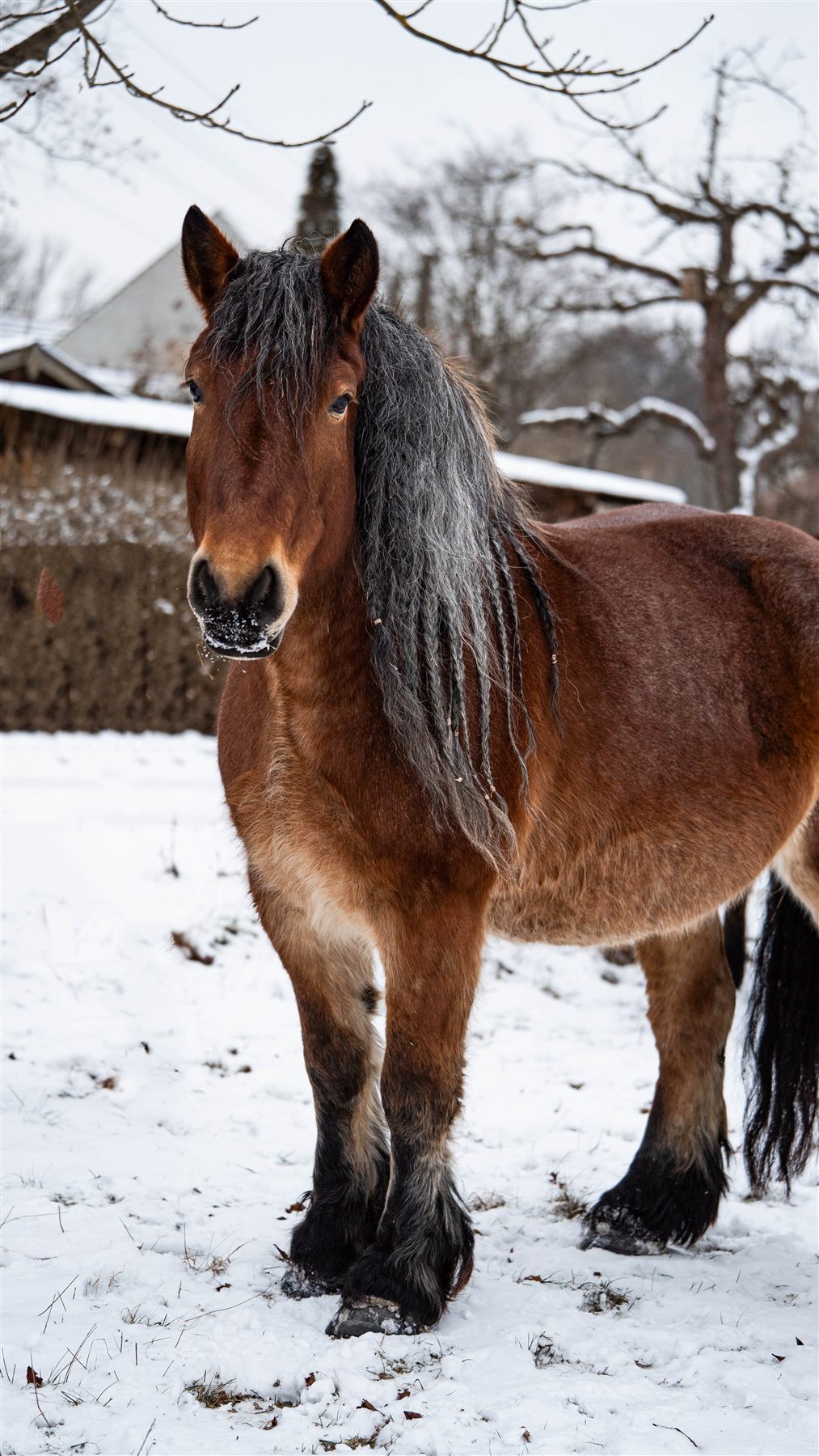 Pferdeportrait im Winter
