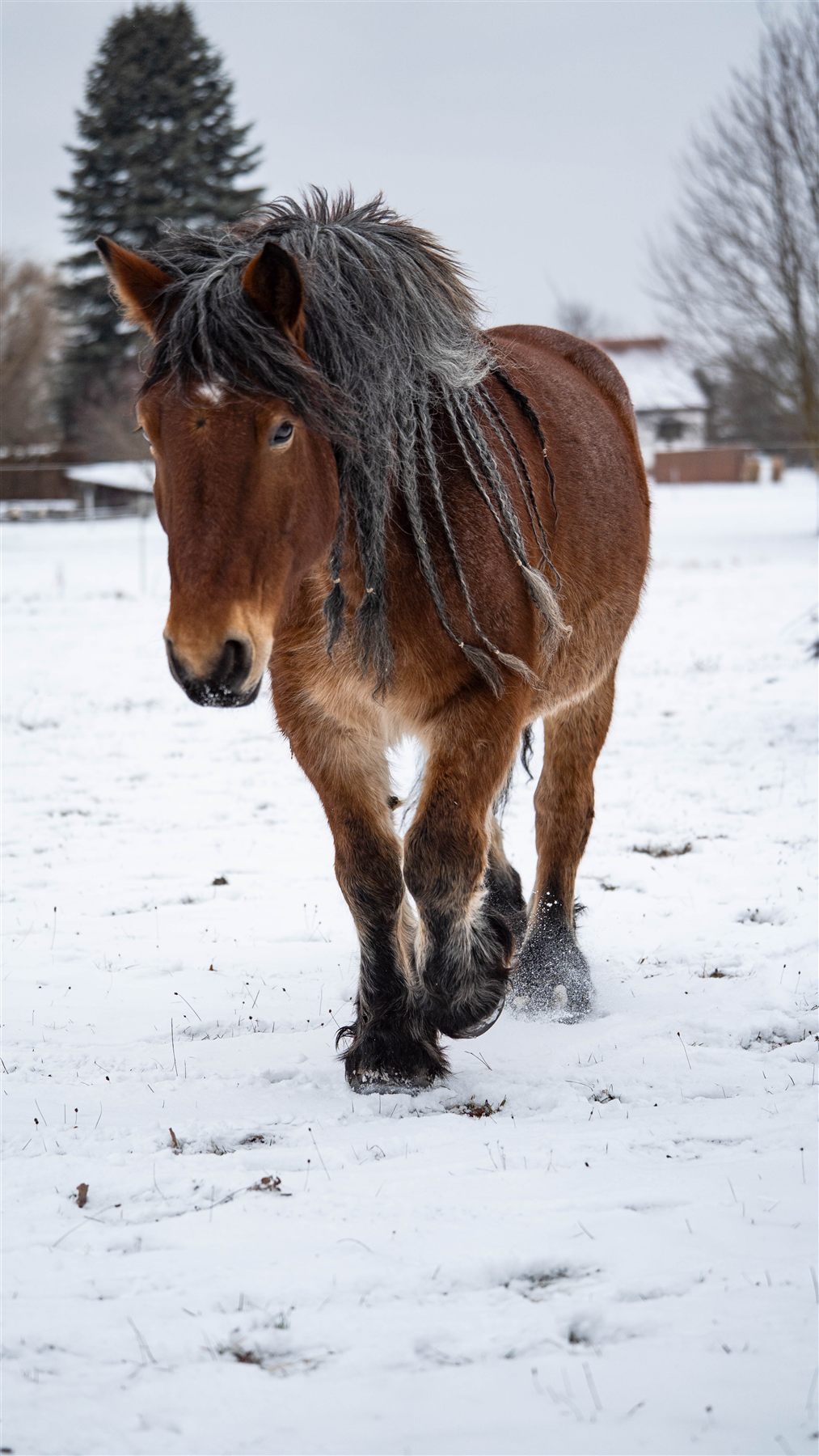 Freilauf im Schnee